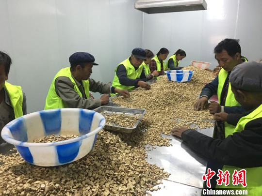 圖為定西市渭源縣農(nóng)戶分揀中藥材切片。(資料圖) 張婧 攝