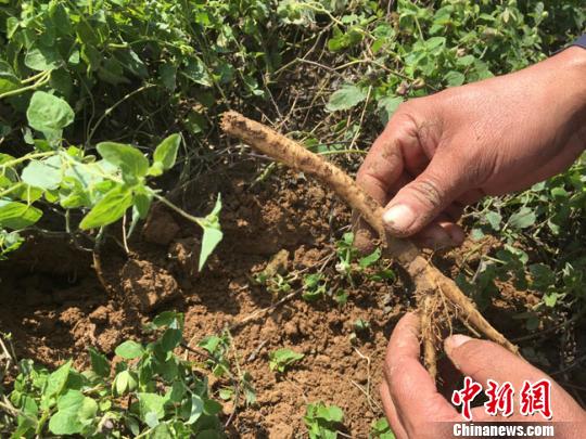 圖為定西市渭源縣農(nóng)民種植的中藥材挖掘展示。(資料圖) 張婧 攝