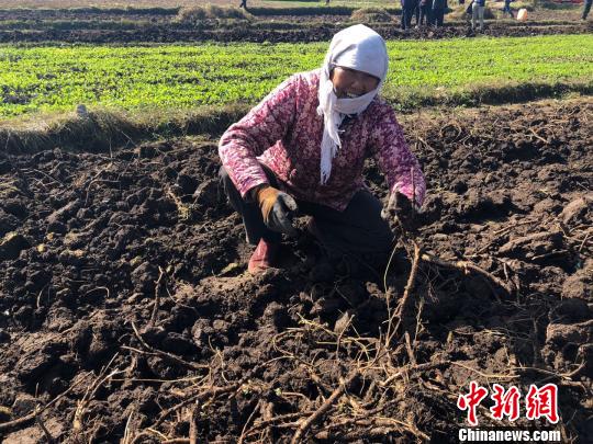 甘肅“千年藥鄉(xiāng)”里說豐年：產(chǎn)業(yè)興起貧農(nóng)增收